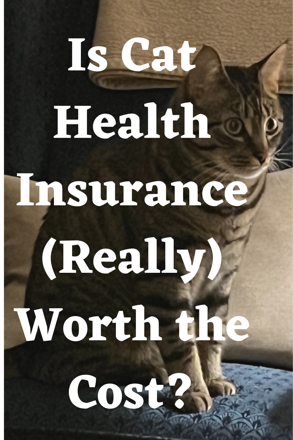 Should I Get Insurance For My Cat