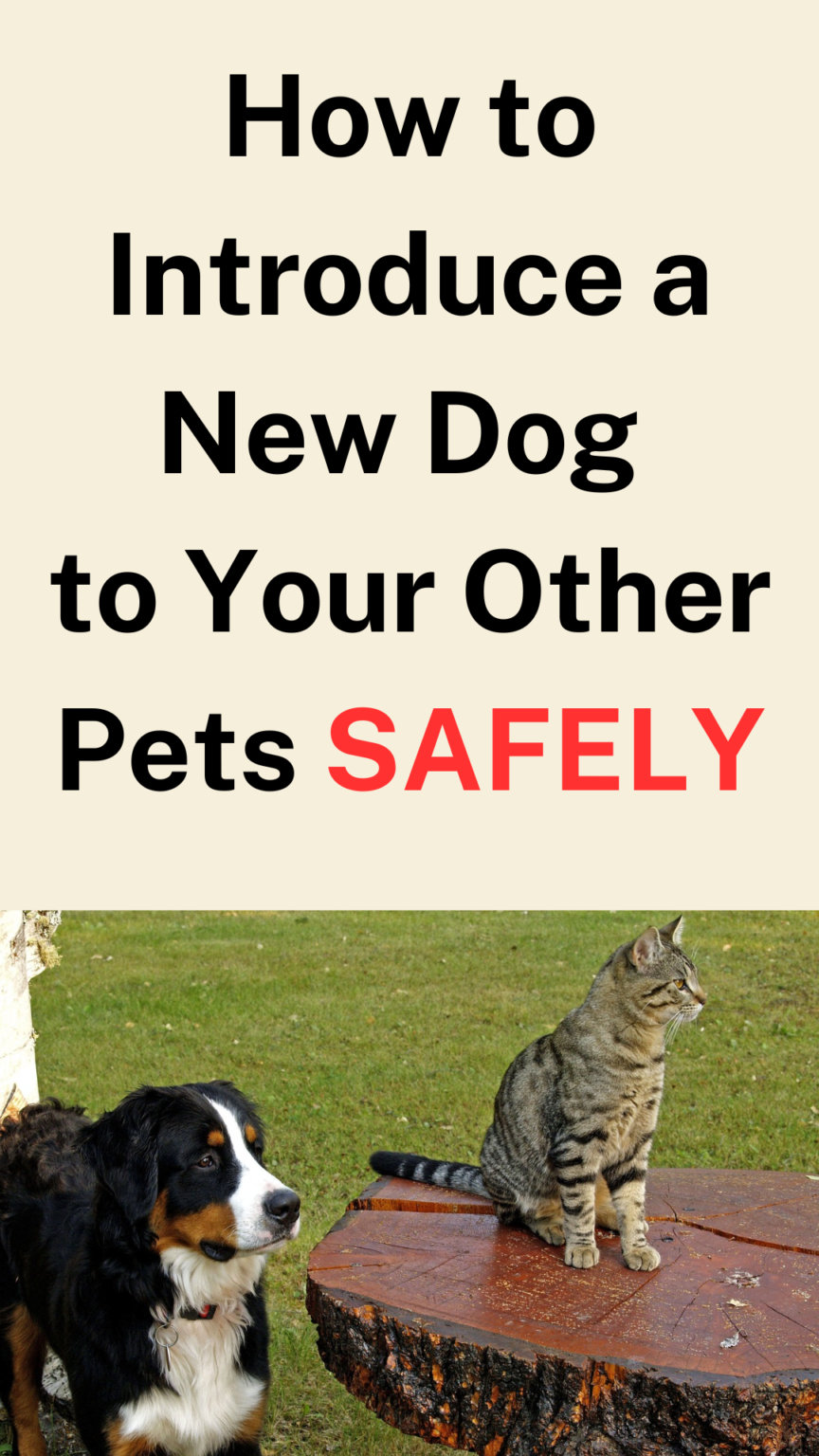 How to Introduce a New Dog to Other Pets - Free Tutorial