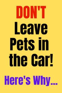 leaving pets in car