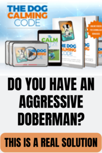 AGGRESSIVE DOBERMAN PINSCHER