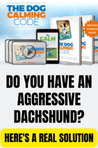 aggressive dachshund
