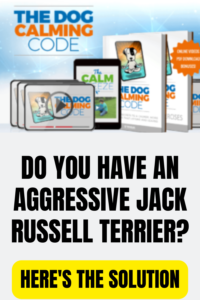 JACK RUSSELL TERRIER AGGRESSION