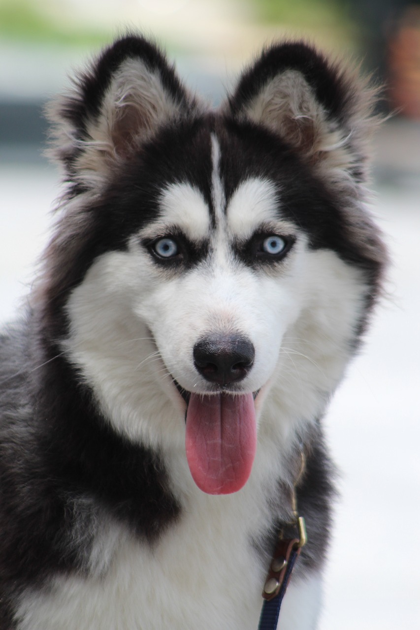 aggressive siberian husky