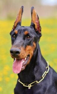 aggressive doberman pinscher