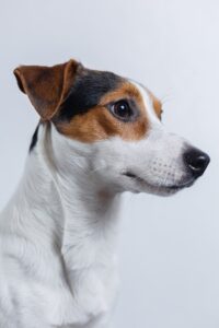 aggressive jack russell terrier