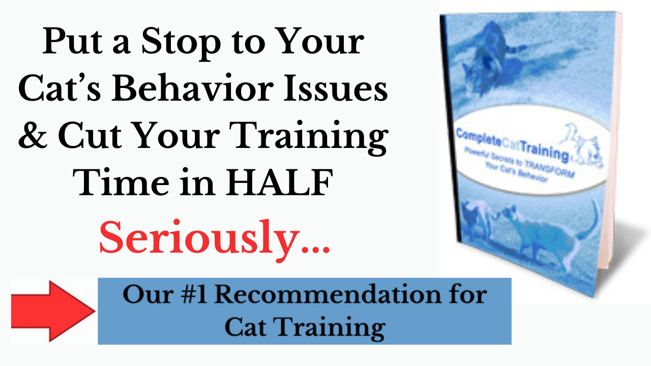 cat training guide