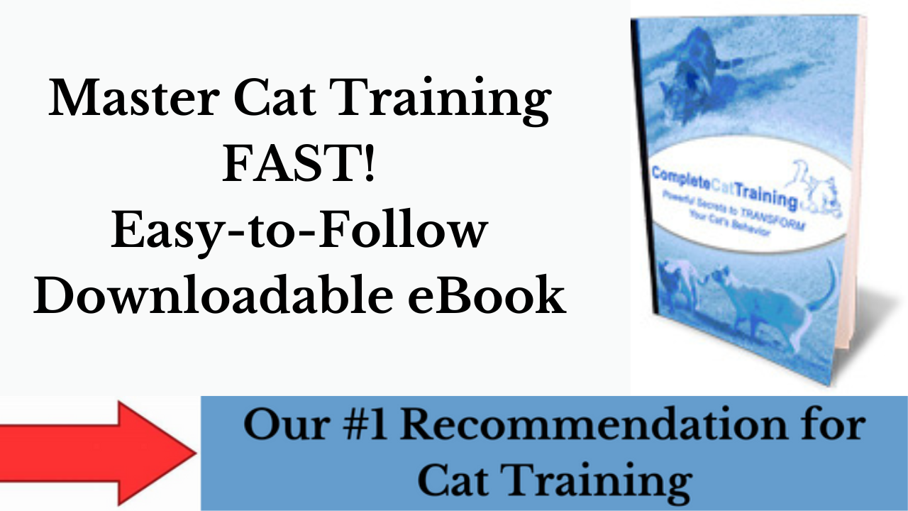How to Train a Cat | Steps to Solve Cat Behavior Problems