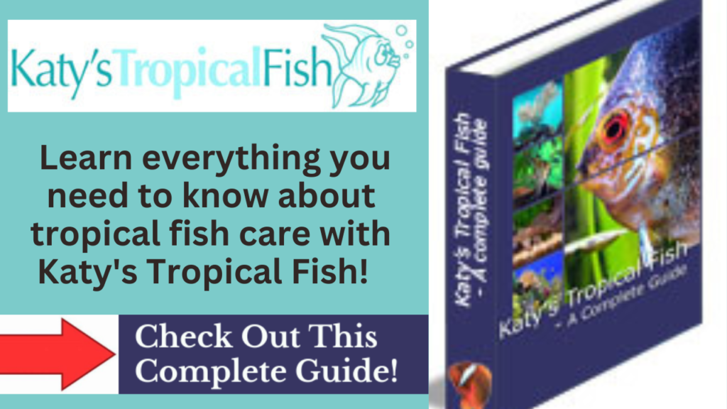 tropical fish care guide 