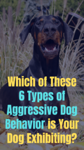 6 common types of dog aggression