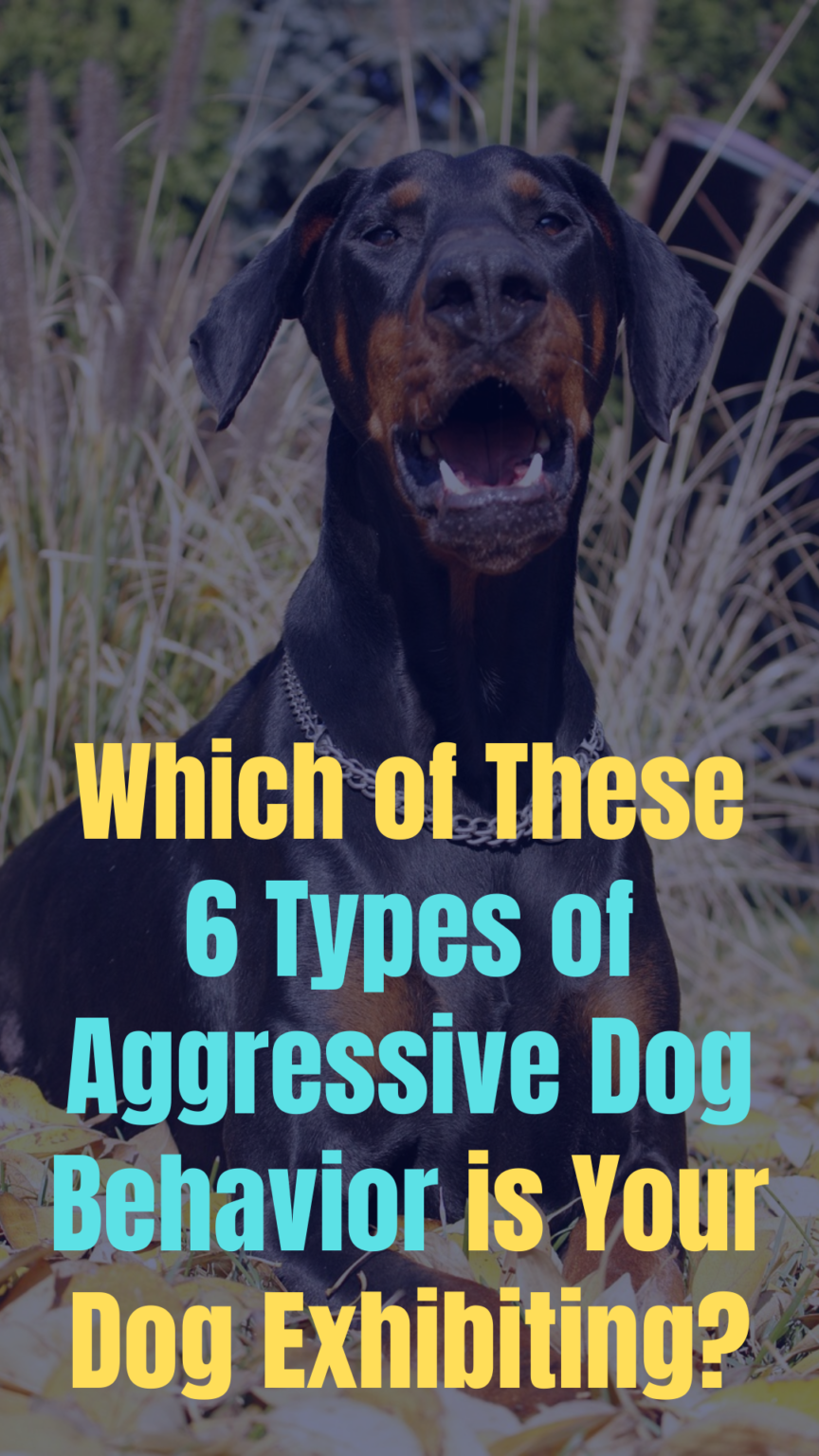 Aggressive Dog Behavior - Training to Calm an Aggressive Dog