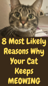 8 common reasons why cats meow