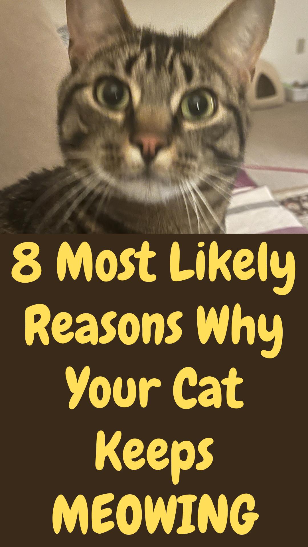 Why Does My Cat Keep Meowing? - 8 Most Likely Reasons - Why Does My Cat Meow At People