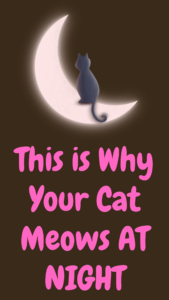 why does my cat meow at night?