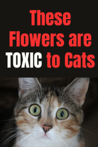 flowers toxic for cats