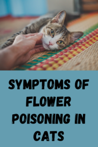 symptoms of flower poisoning in cats