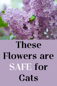 flowers that are safe for cats