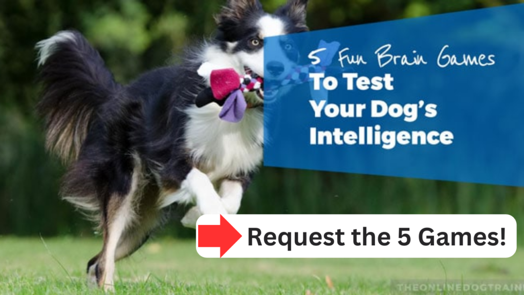 5 fun brain games to test your dog's intelligence