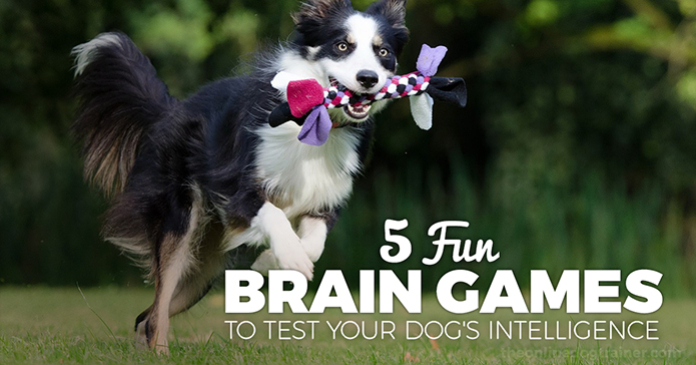5 dog brain games