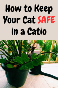 catio safety tips