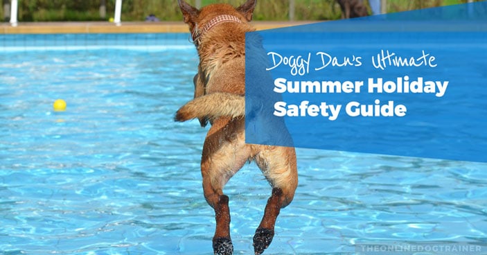 dog pool safety tips