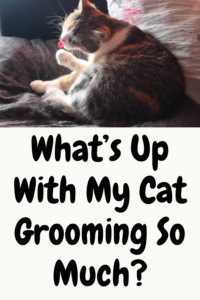 what is cat grooming?