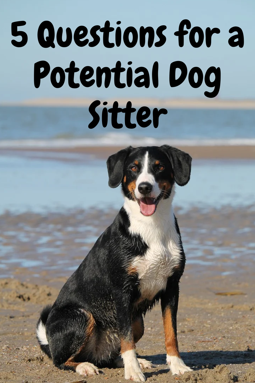 how-to-find-a-good-dog-sitter-get-one-your-dog-will-love