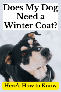 does my dog need a winter coat?