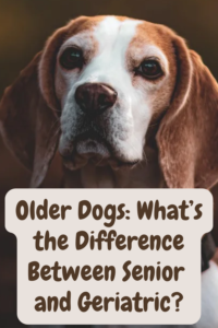 difference between senior dog and geriatric dog