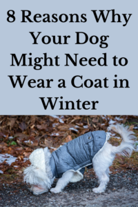 8 reasons why your dog needs a winter coat