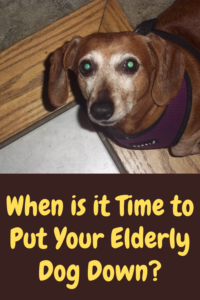 when is it time to put your old dog down?