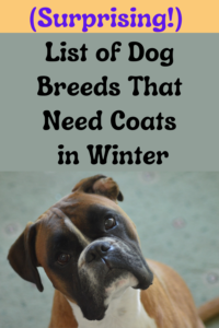 which dog breeds need a coat in winter?