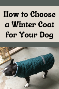 how to choose a coat for your dog