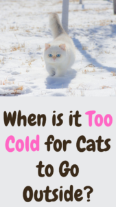 when is it too cold for cats to go outside?