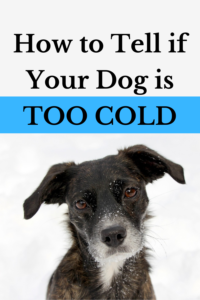 how to tell if your dog is too cold