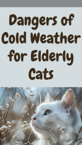 dangers of cold weather for elderly cats