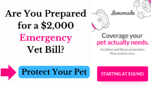 pet health insurance