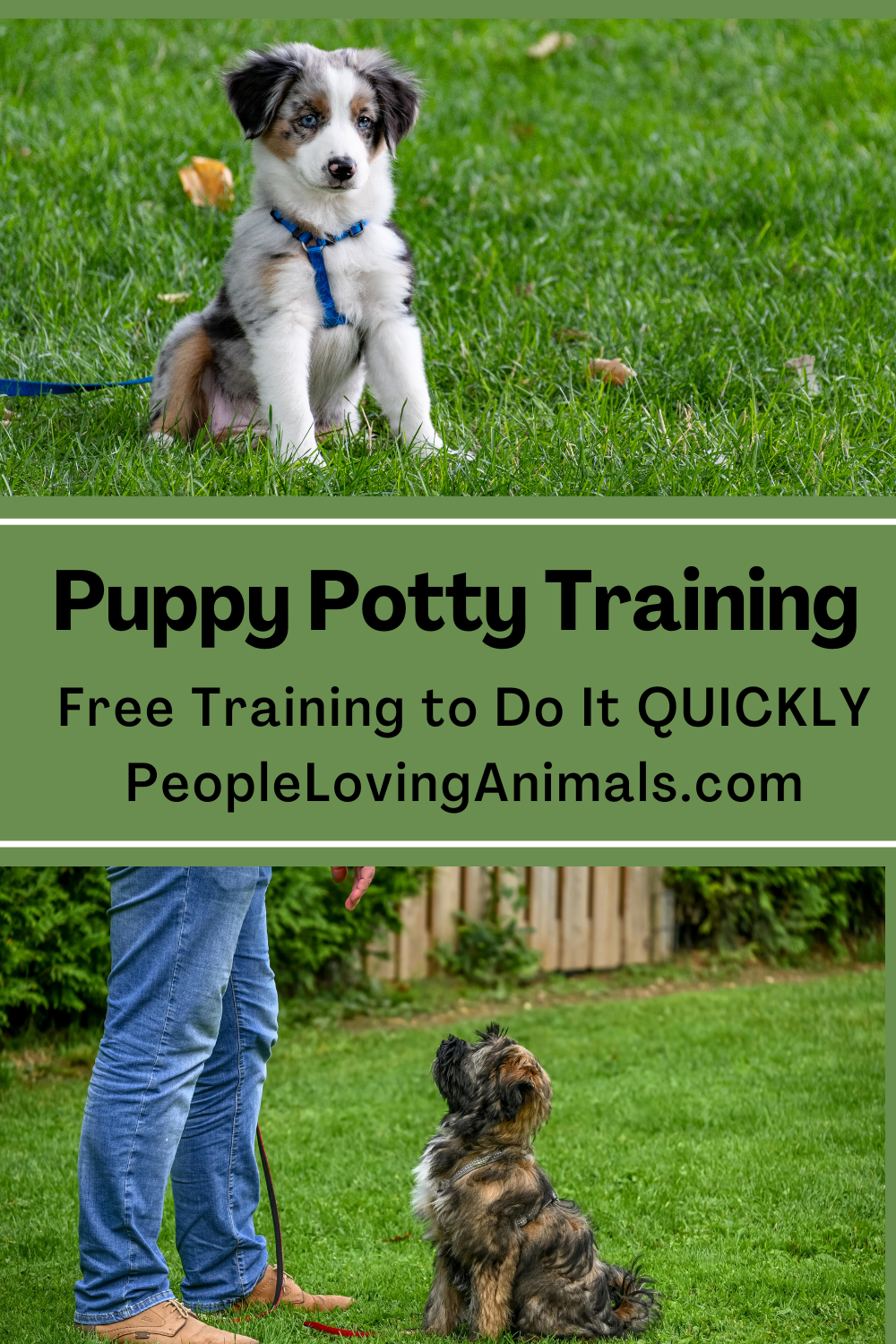 How to House Train a Dog - Easy to Follow and FAST! - Fast Potty Training For An Adult Dog