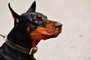 stop dog chewing on leash