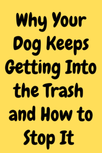 why do dogs get into the trash?