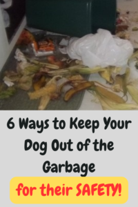 6 ways to keep your dog out of the garbage