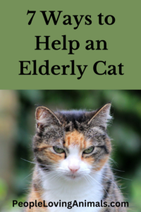 senior cat care