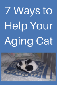 senior cat care