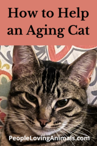 how to help an aging cat