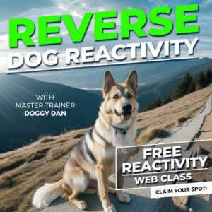 Doggy Dan Free leash reactivity Web Class