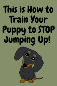 train puppy to stop jumping up