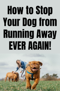 how to stop your dog from running away ever again