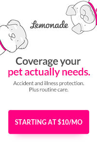 lemonade pet insurance review