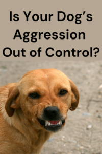 is your dog's aggression out of control?