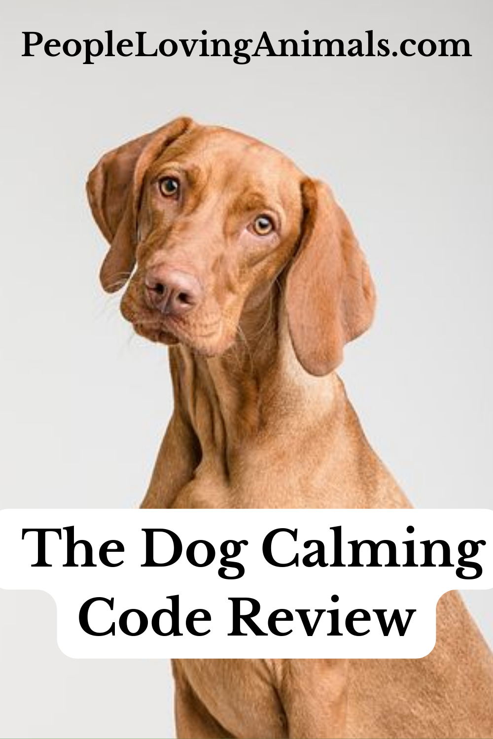 The Dog Calming Code Review: #1 Solution for Dog Behavior Issues