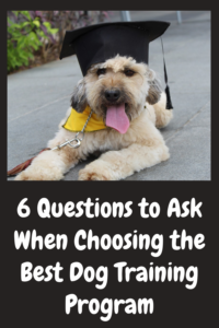 6 questions to ask when choosing the best dog training 